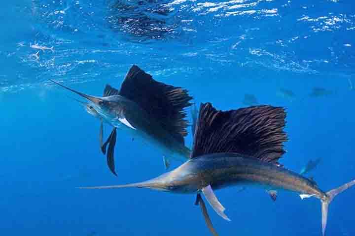 <p>Sua enorme nadadeira dorsal lembrando uma vela reduz o atrito durante arrancadas, e o corpo esguio funciona como uma verdadeira lâmina. Ele usa o bico alongado para cortar cardumes e capturar presas com precisão impressionante.</p>
