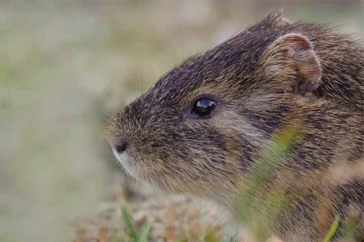 Preá-de-Moleques-do-Sul (Cavia intermedia) - Ilhas Moleques do Sul, conjunto de três ilhas brasileiras, Santa Catarina, em Florianópolis - Divulgação