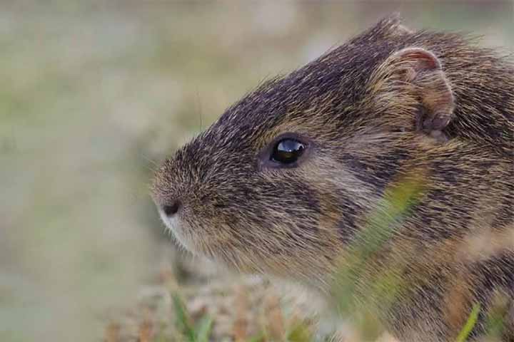 <p>“Quando a população cresce demais, começa a faltar alimento, e isso leva naturalmente à redução do número de indivíduos”, explicou o biólogo do Instituto do Meio Ambiente de Santa Catarina, Marcos Eugênio Maes.</p>
