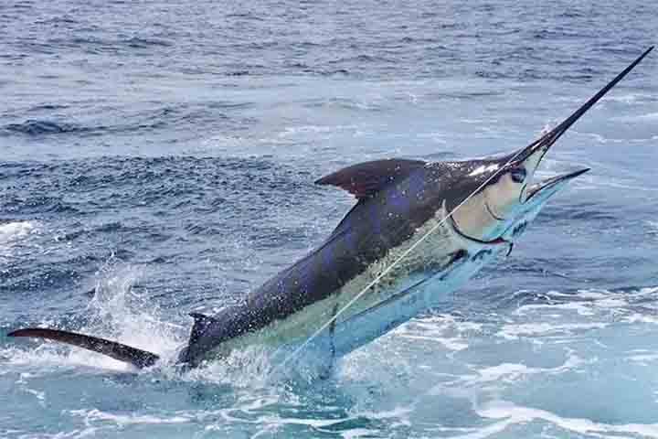 <p>2º. Marlim-azul (Makaira nigricans) – Alcança aproximadamente 80–95 km/h e é encontrado principalmente no Atlântico, além de áreas quentes do Pacífico. Costuma habitar regiões profundas e mar aberto, seguindo deslocamentos de grandes cardumes de peixes.</p>
