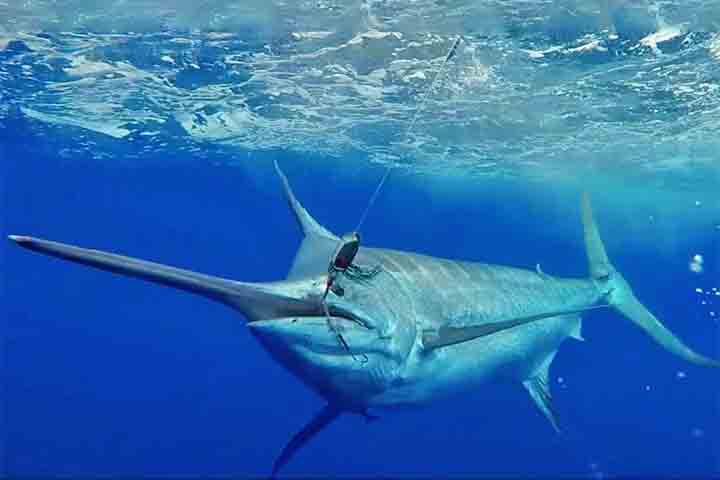 <p>Possui musculatura extremamente forte e um corpo rígido que favorece aceleração rápida. É um dos peixes esportivos mais cobiçados do mundo por causa da potência, resistência e saltos durante a captura.</p>
