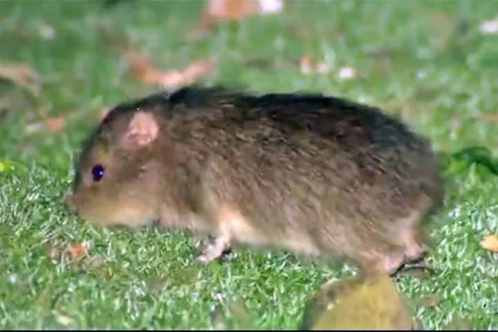 Preá-de-Moleques-do-Sul (Cavia intermedia) - Ilhas Moleques do Sul, conjunto de três ilhas brasileiras, Santa Catarina, em Florianópolis - Reprodução de vídeo TV Globo