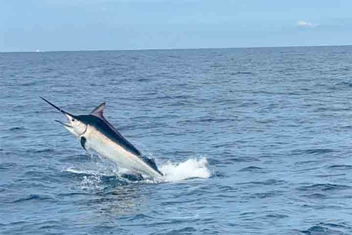 <p>3º- . Marlin-negro (Istiompax indica) – Pode atingir 80–130 km/h, figurando entre os peixes mais rápidos já registrados. É comum em águas tropicais do Atlântico e de grande parte do Pacífico, vivendo em mar aberto e acompanhando correntes quentes.</p>
