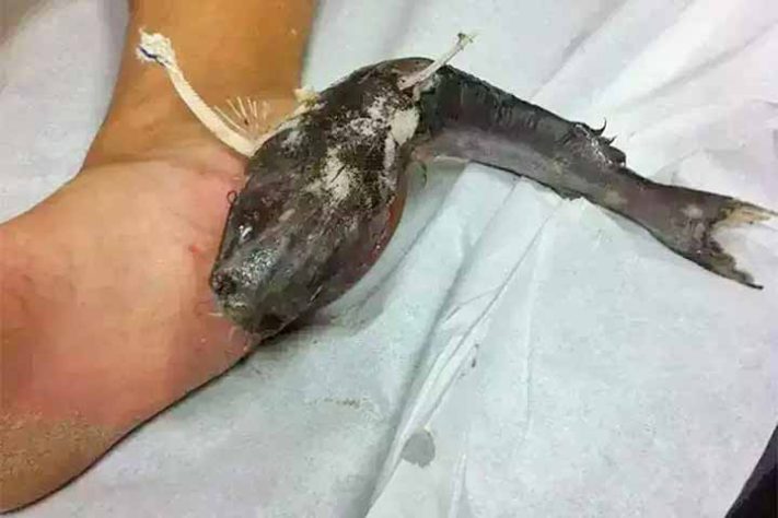 Curiosidades e cuidados com o bagre