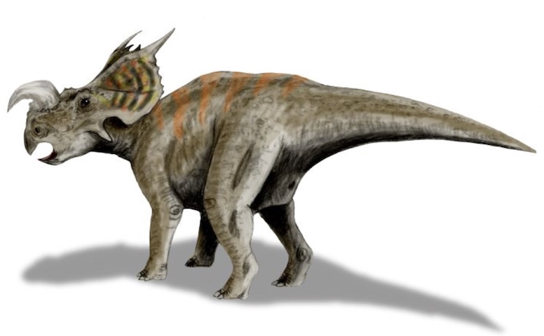 <p>Além disso, os iguanodontídeos e os ceratopsianos desenvolveram traços parecidos ao longo da evolução.</p>
