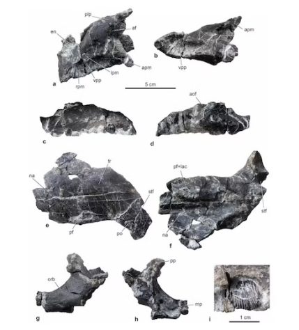 Fóssil na Hungria derruba tese histórica e indica que dinossauros com chifres viveram na Europa – Divulgação/Nature