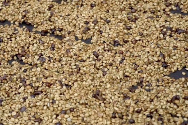 Grãos de café - Reprodução/YouTube