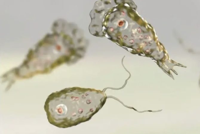 Comunidade científica em alerta: aquecimento global causa espalhamento global de amebas mortais