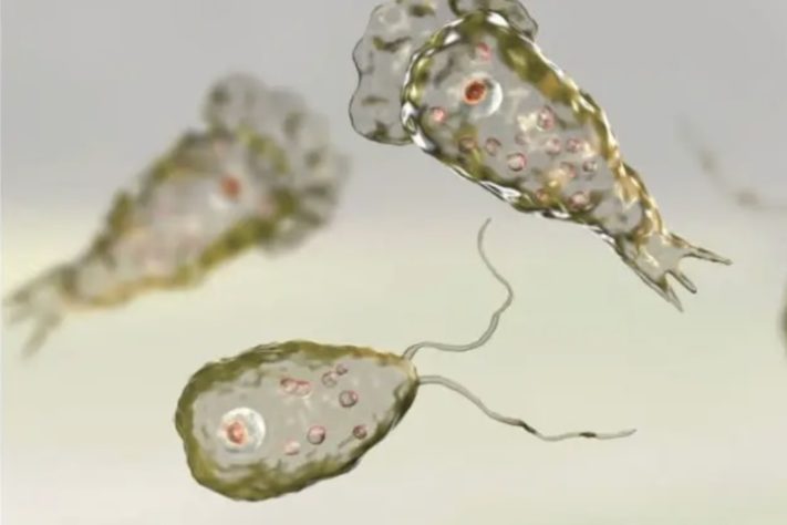 Naegleria fowleri é conhecida como 'ameba comedora de cérebro' – Reprodução/International Code Council