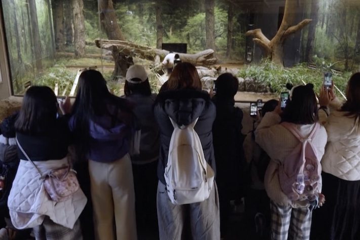 Pandas são devolvidos à China – Reprodução/France 24 English