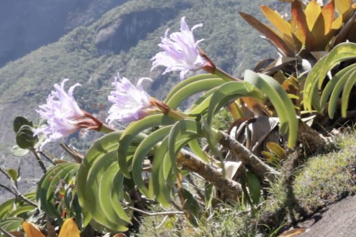 Planta Worsleya procera, Imperatriz do Brasil – Reprodução/YouTube