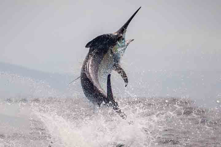 <p>Seu porte massivo, combinado ao bico afilado e às nadadeiras rígidas, proporciona arrancadas explosivas. É conhecido pela força extraordinária e pela habilidade de nadar longas distâncias enquanto persegue presas rápidas.</p>
