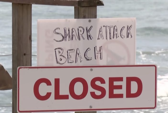 Sequência de ataques de tubarão em Sydney fazem autoridades interditarem praias – Reprodução