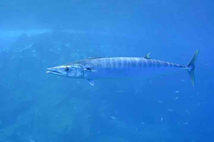 <p>4º- Wahoo (Acanthocybium solandri)</p>
<p>O wahoo pode chegar a 75 km/h, sendo um dos predadores costeiros mais velozes. Habita águas tropicais e subtropicais do Atlântico, Pacífico e Índico, permanecendo próximo à superfície.</p>

