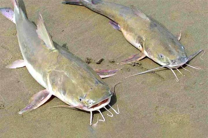 Curiosidades e cuidados com o bagre