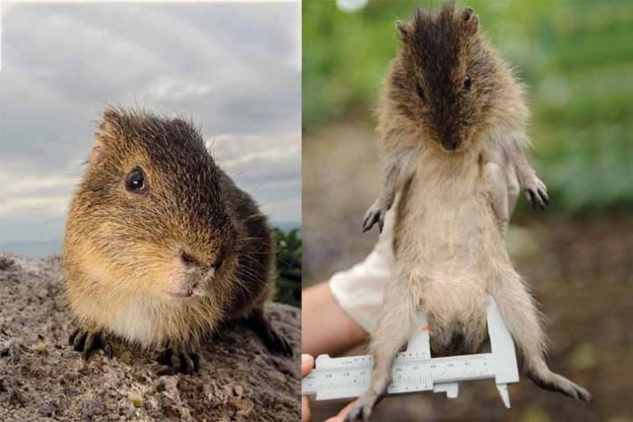 Preá-de-Moleques-do-Sul (Cavia intermedia) - Ilhas Moleques do Sul, conjunto de três ilhas brasileiras, Santa Catarina, em Florianópolis - Divulgação