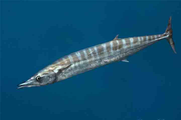 <p>Tem corpo fino, dentes extremamente afiados e grande capacidade de aceleração. Sua velocidade permite emboscadas rápidas, tornando-o um dos peixes mais difíceis de capturar na pesca esportiva.</p>
