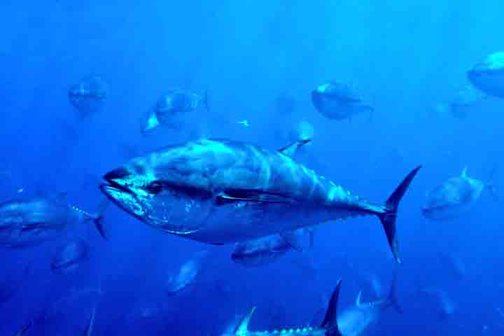 <p>Seu corpo em forma de torpedo e a musculatura vermelha rica em mioglobina garantem potência contínua. É capaz de longas perseguições, mantendo velocidade alta por muitos minutos, algo raro no reino marinho.</p>
