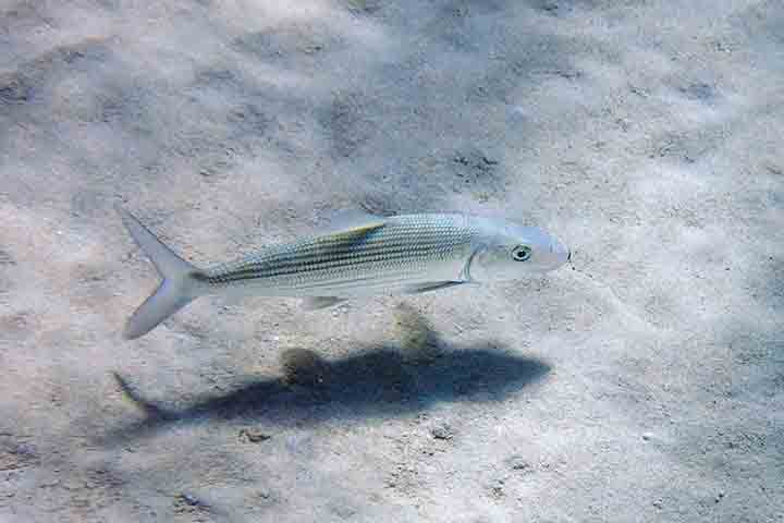 <p>6Âº- Ubarana / Bonefish (Albula vulpes)</p>
<p>A ubarana chega a 60â??65 km/h e Ã© encontrada em Ã¡reas rasas, fundos arenosos e manguezais de regiÃµes tropicais do AtlÃ¢ntico e do PacÃ­fico. Prefere Ã¡guas claras e quentes, onde se alimenta de pequenos crustÃ¡ceos.</p>
