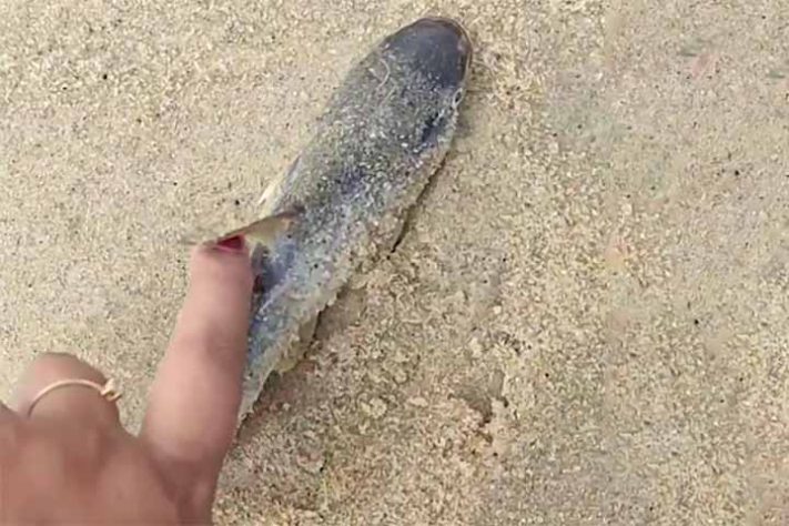 Curiosidades e cuidados com o bagre