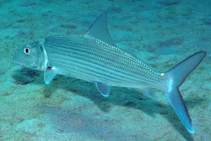 <p>Ágil e muito leve, possui estrutura muscular perfeita para “arrancadas” instantâneas. Sua velocidade é uma estratégia de defesa e de caça, tornando-a uma das espécies mais procuradas na pesca esportiva de água rasa.</p>
