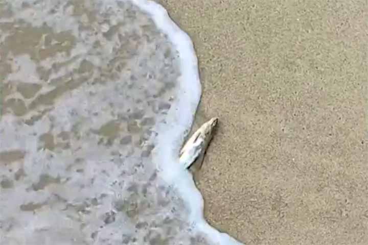 Já a Prefeitura de Caraguatatuba aponta outros fatores que também podem estar relacionados ao fenômeno, como a redução do oxigênio disponível na água, a presença de substâncias tóxicas e o descarte de peixes provenientes de capturas acidentais. 
