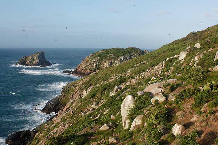 <p>Integrante do Parque Estadual da Serra do Tabuleiro, a área conserva uma população estimada entre 40 e 60 indivíduos do roedor.</p>
