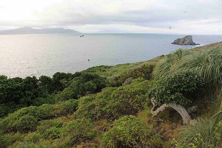 <p>A criação do parque estadual na década de 1970 foi providencial para manter o habitat intocado antes mesmo da descoberta da espécie.</p>
