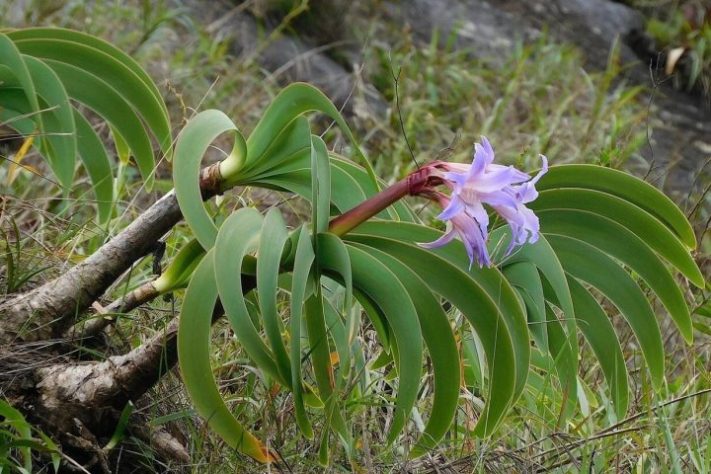 Planta Worsleya procera, Imperatriz do Brasil – iNaturalist/vfarjalla
