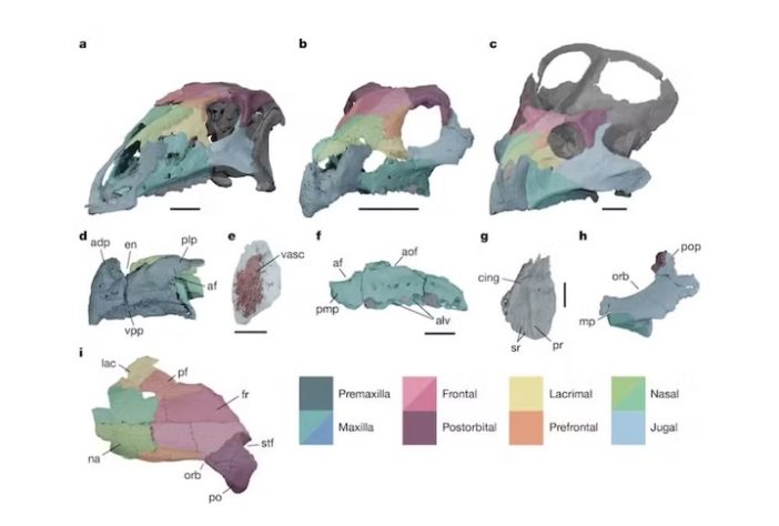 Fóssil na Hungria derruba tese histórica e indica que dinossauros com chifres viveram na Europa – Divulgação/Nature