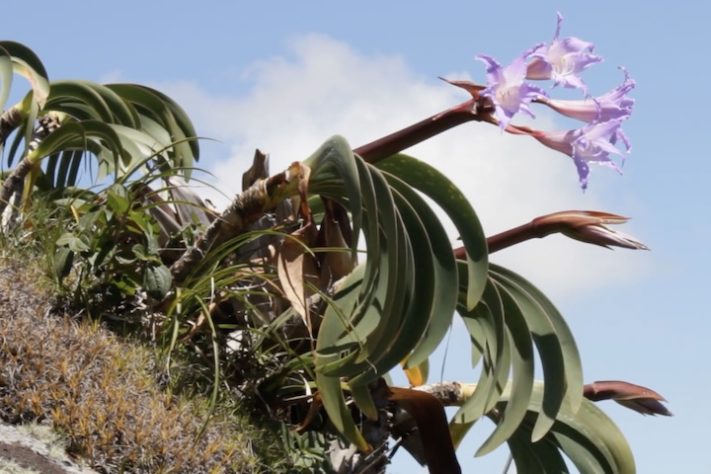 Planta Worsleya procera, Imperatriz do Brasil – Reprodução/YouTube
