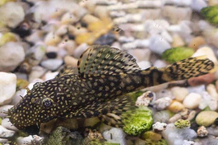 Curiosidades e cuidados com o bagre