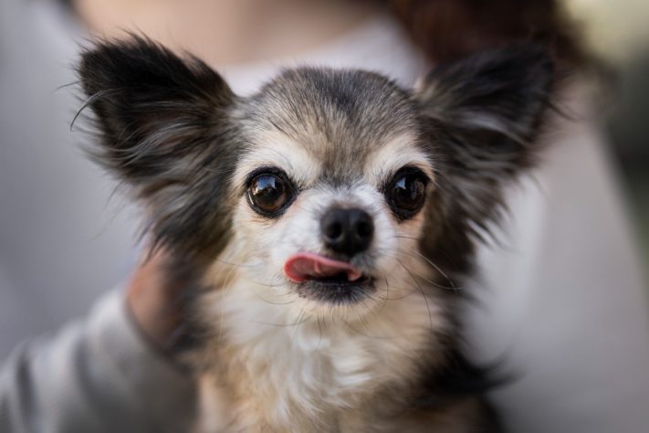 Chihuahua, cachorro – Freepik