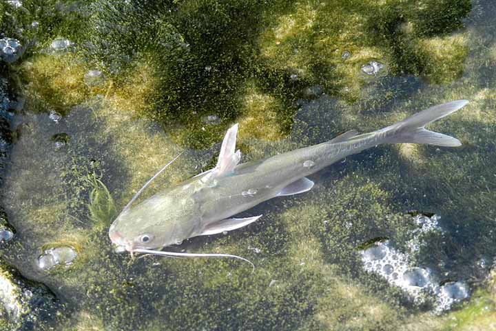 Uma curiosidade interessante é que muitos bagres possuem hábitos predominantemente noturnos. Durante o dia, tendem a permanecer escondidos no fundo ou entre estruturas naturais, saindo à noite para se alimentar.