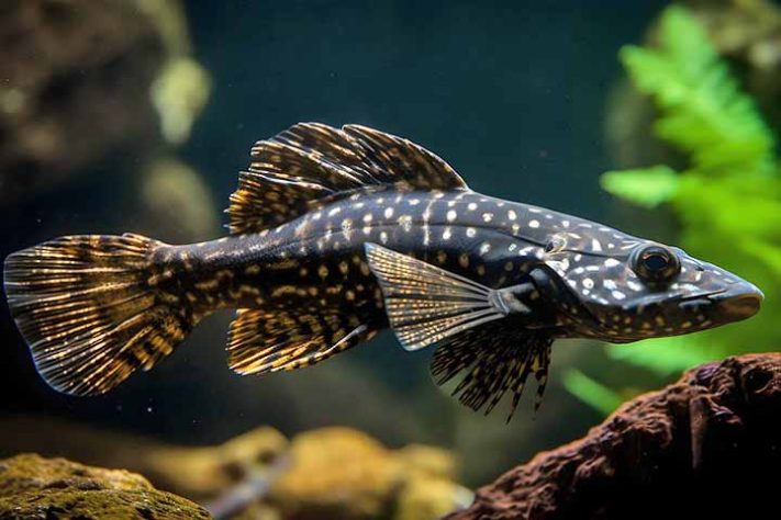 Curiosidades e cuidados com o bagre