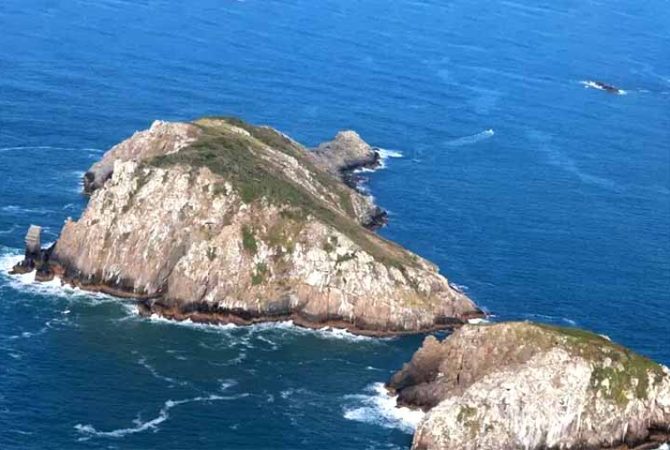 Mamífero mais raro do mundo vive em ilha brasileira; conheça