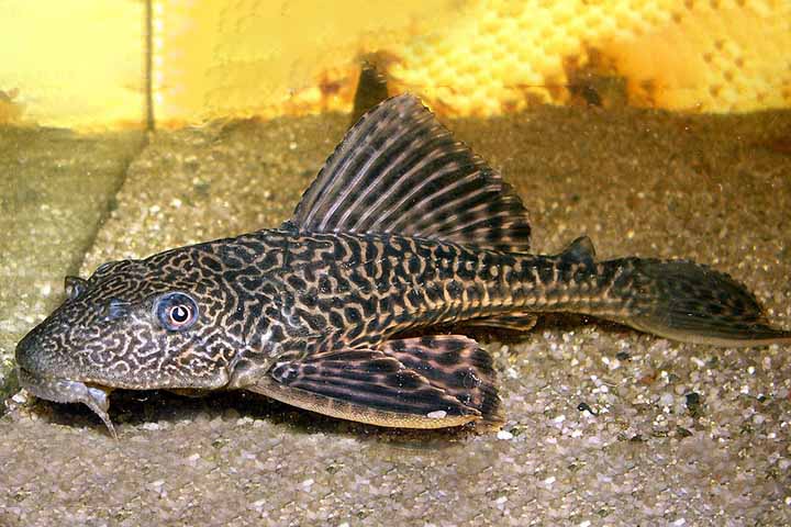 Bastante conhecidos no Brasil, os bagres chamam atenção por suas características físicas peculiares, pelo comportamento adaptável e também pelos cuidados que exigem no contato com seres humanos.
