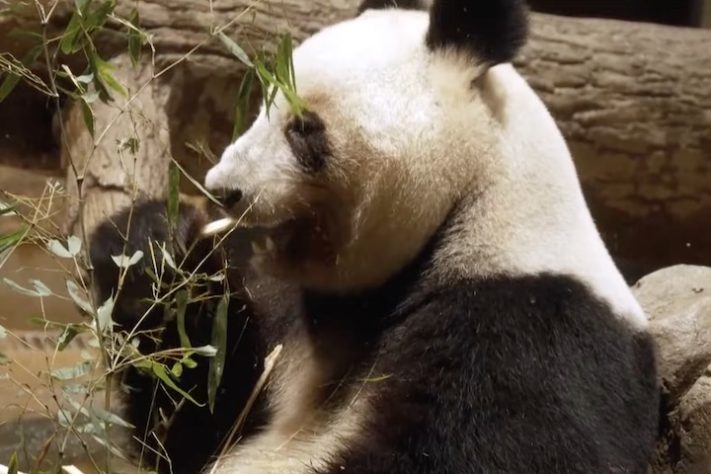 Pandas são devolvidos à China – Reprodução/France 24 English