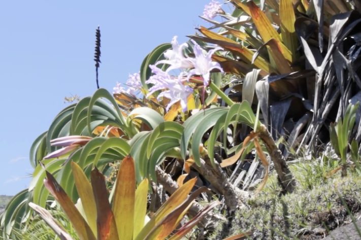 Planta Worsleya procera, Imperatriz do Brasil – Reprodução/YouTube