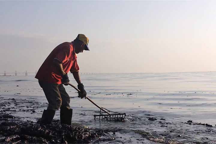 Em várias áreas, tubulações antigas liberam óleo constantemente, instalações deterioradas liberam poluentes e nutrientes excessivos, como nitrogênio e fósforo, alimentam florescências de cianobactérias - conhecidas localmente como “verdin” - cuja toxicidade prejudica peixes, crustáceos e pode afetar seres humanos.
