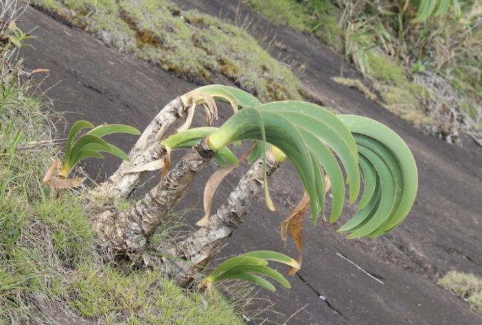Planta Worsleya procera, Imperatriz do Brasil – Reprodução/YouTube