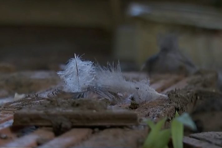 Dono de sítio em São Paulo perde 40 galinhas após ataque de onça – Reprodução/EPTV