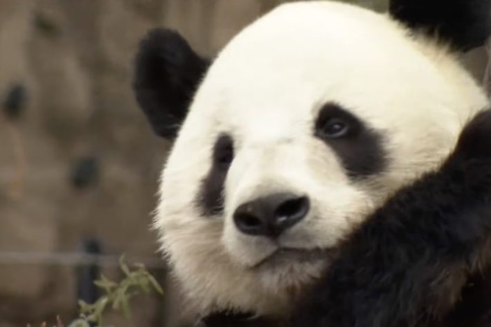 Pandas são devolvidos à China – Reprodução/France 24 English