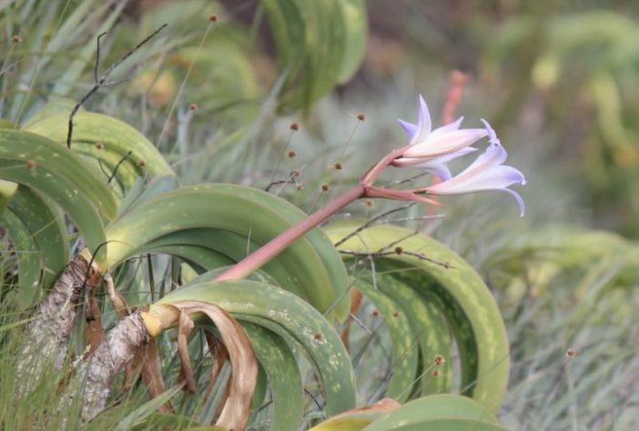 Planta Worsleya procera, Imperatriz do Brasil – Reprodução/YouTube