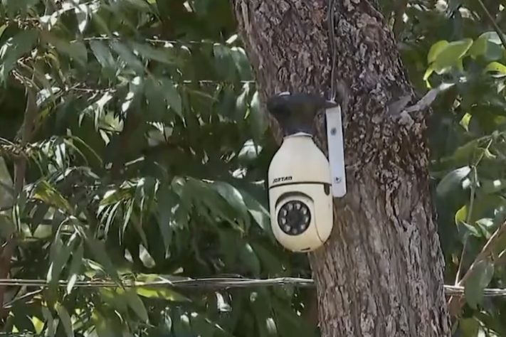 Dono de sítio em São Paulo perde 40 galinhas após ataque de onça – Reprodução/EPTV