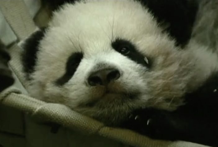 Pandas são devolvidos à China – Reprodução/France 24 English