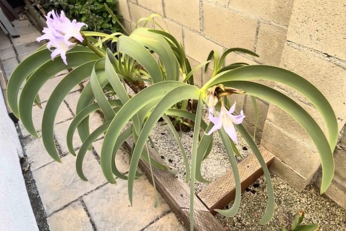 Planta Worsleya procera, Imperatriz do Brasil – Reprodução/YouTube