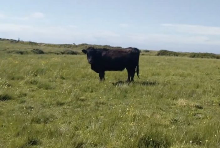 Ynys Enlli, ilha do País de Gales – Reprodução/YouTube