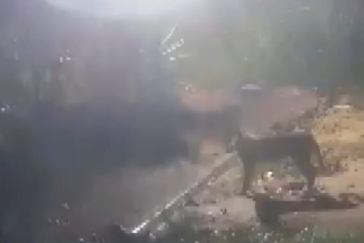 Dono de sítio em São Paulo perde 40 galinhas após ataque de onça – Reprodução/EPTV