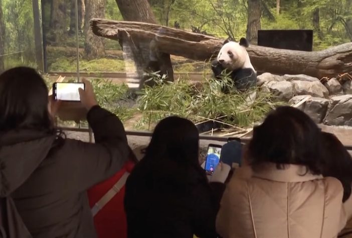 Pandas são devolvidos à China – Reprodução/France 24 English